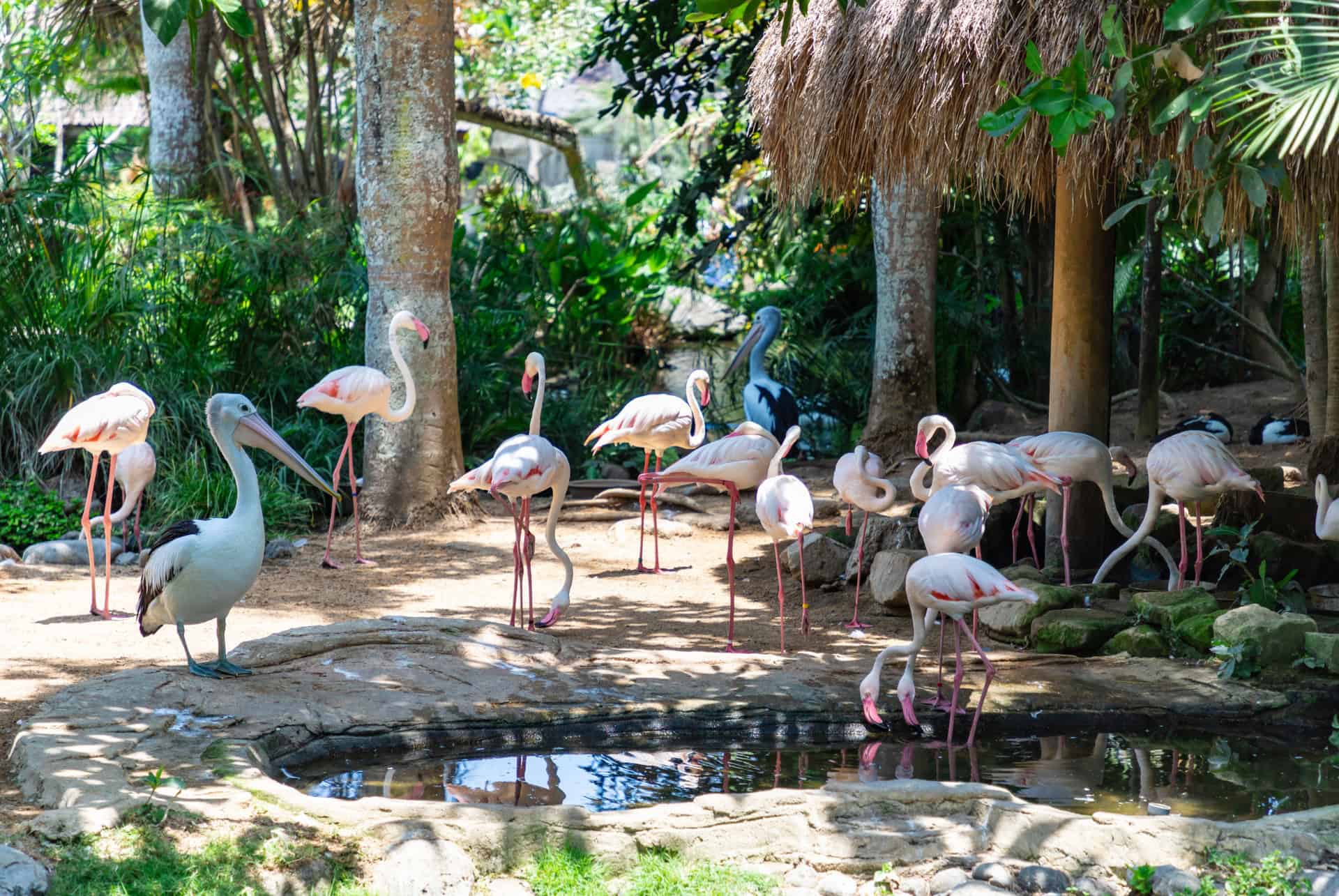 bali bird park