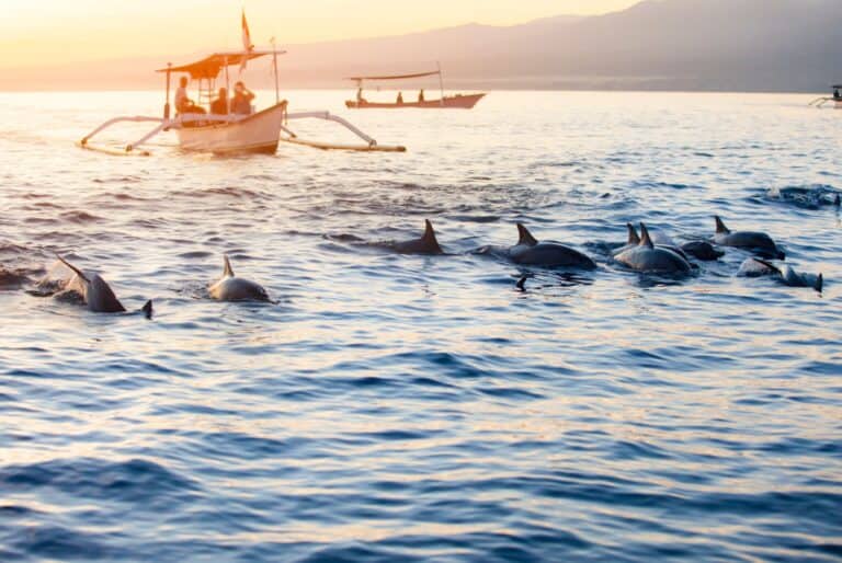 Nage avec les dauphins à Lovina Beach
