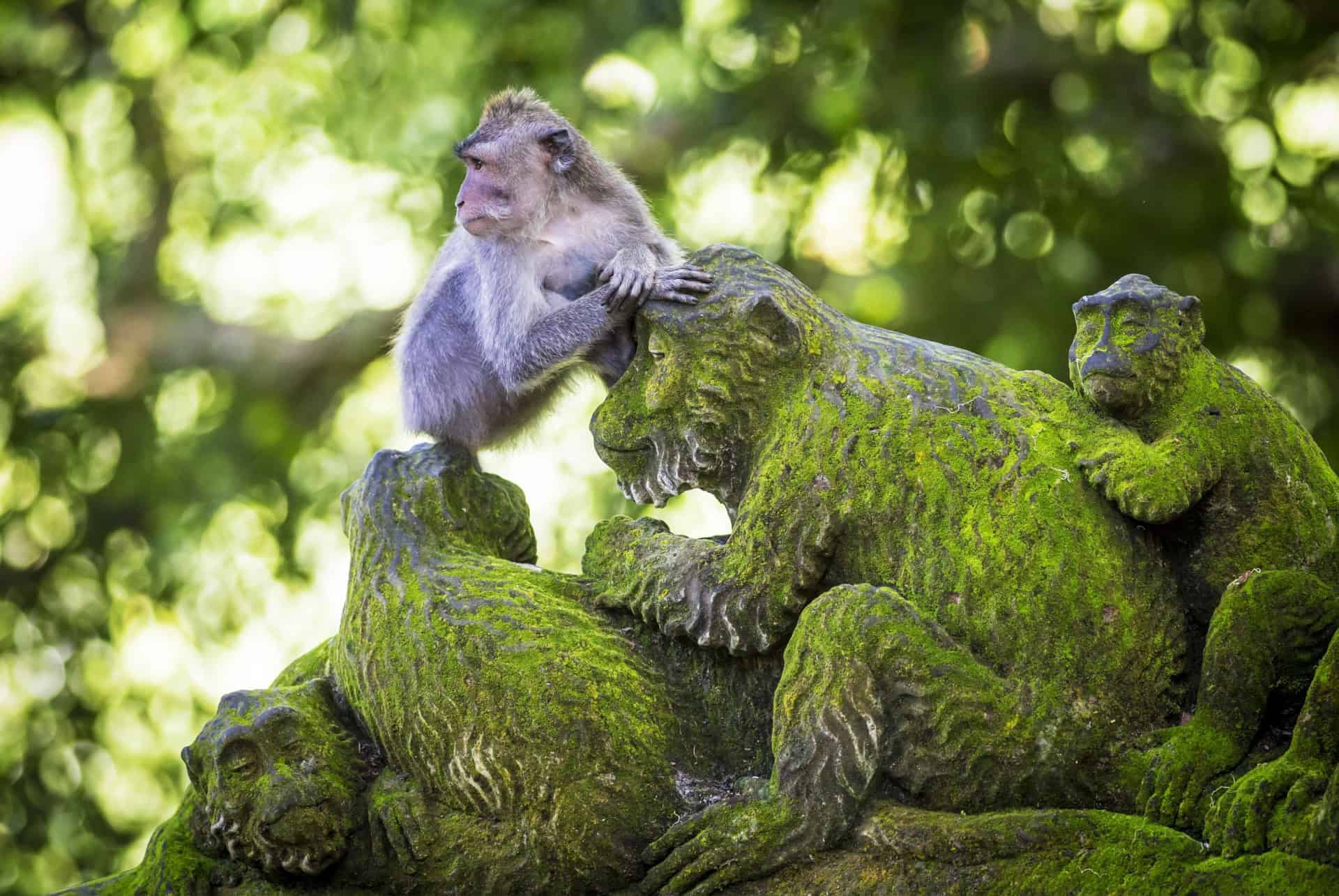 monkey forest ubud monkey forest ubud