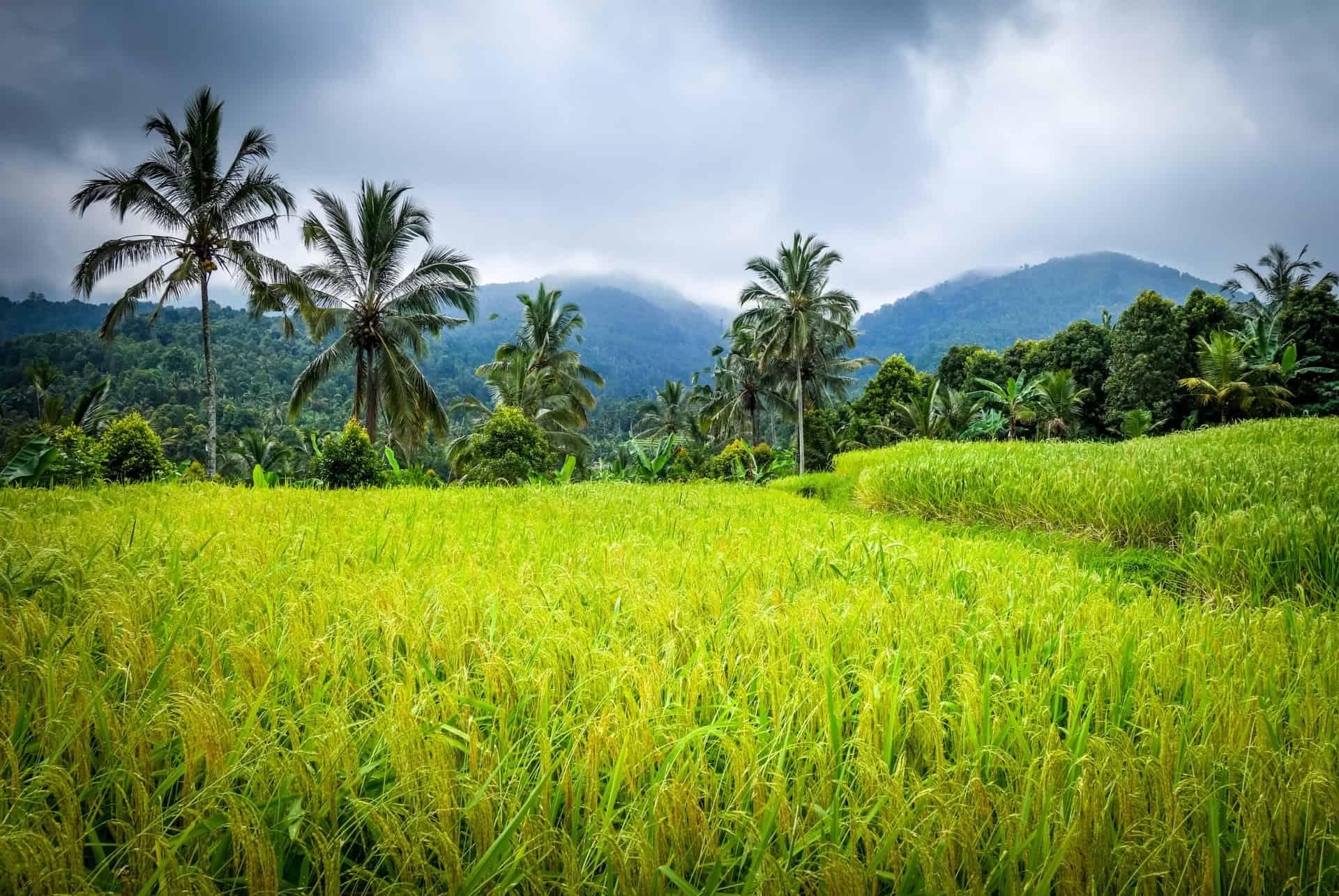 munduk munduk
