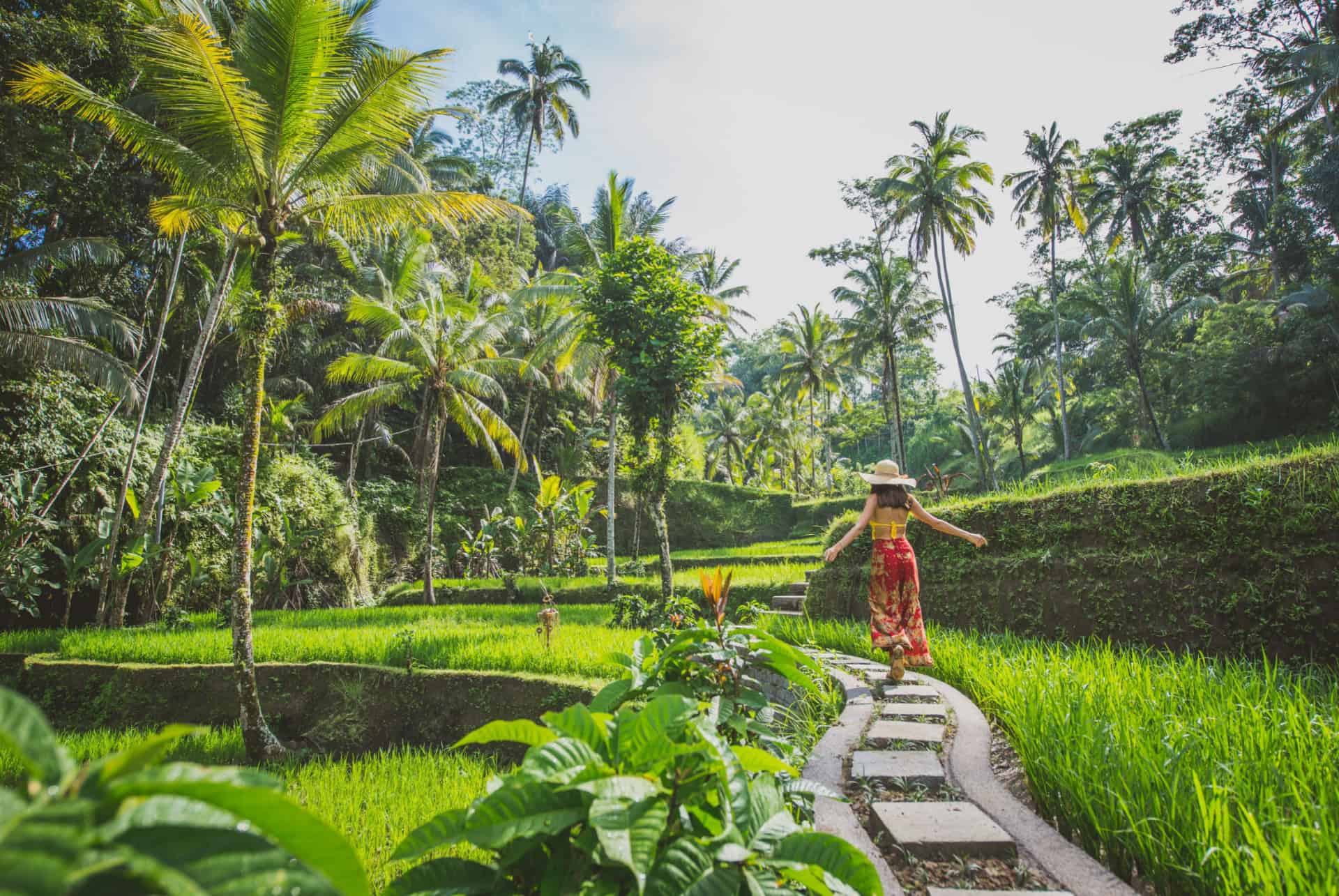 rizieres a ubud rizieres a ubud