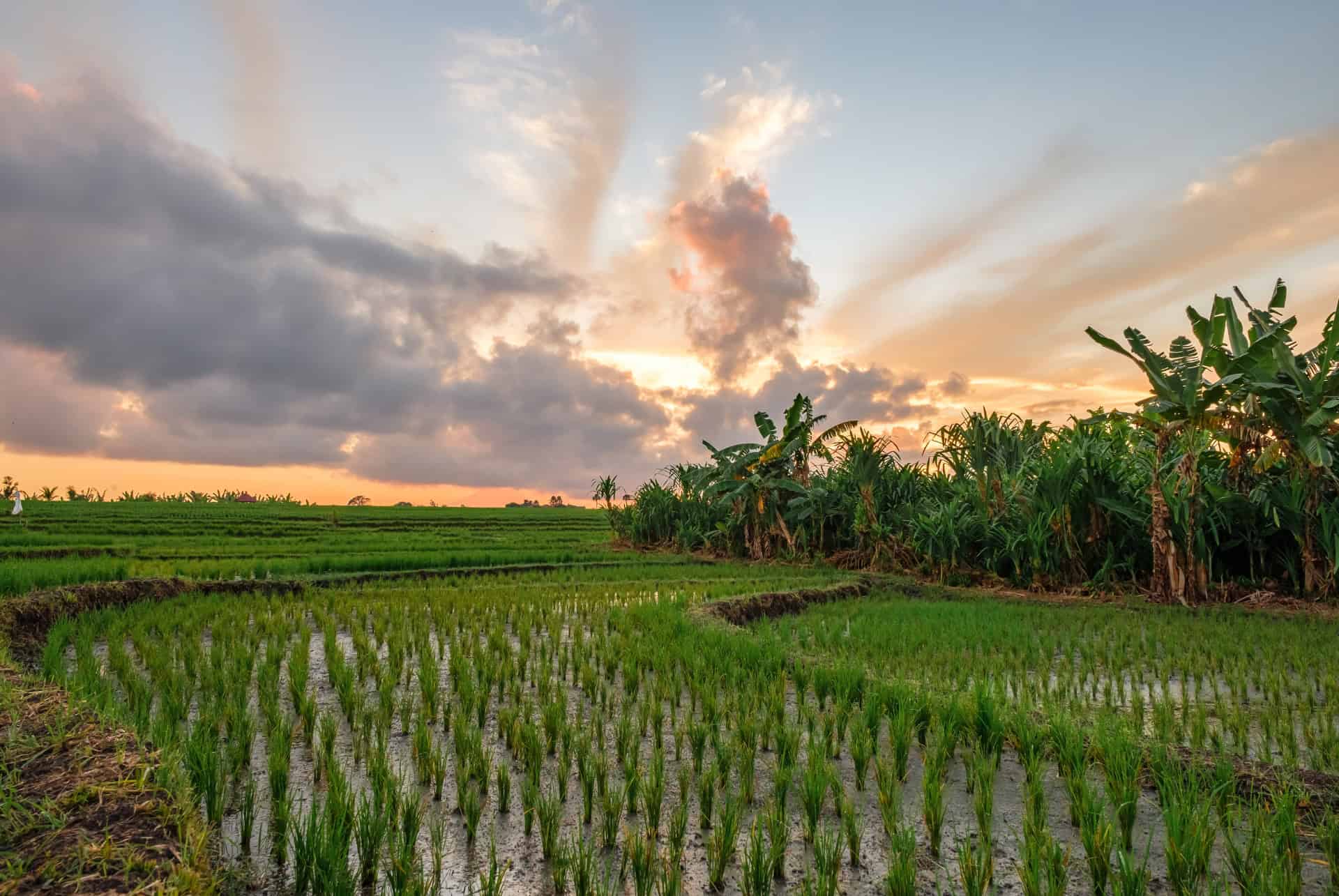 rizieres canggu rizieres canggu