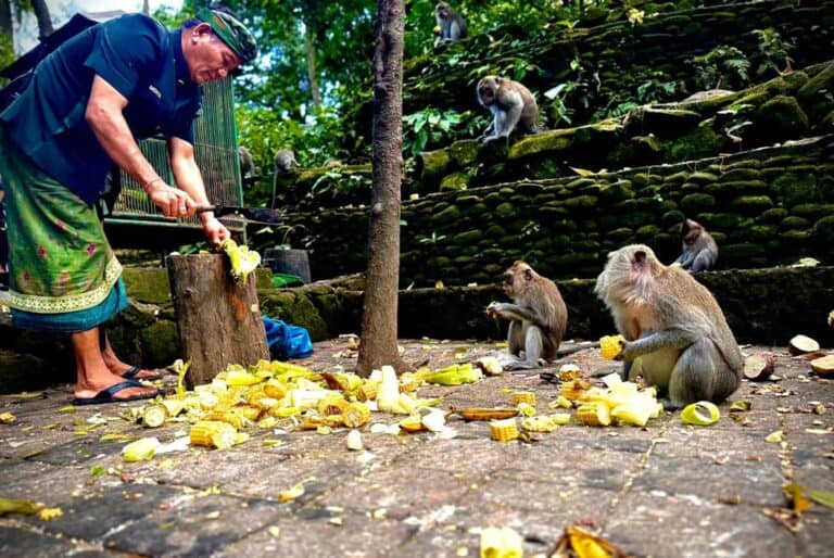 Billet et visite guidée de la Monkey Forest