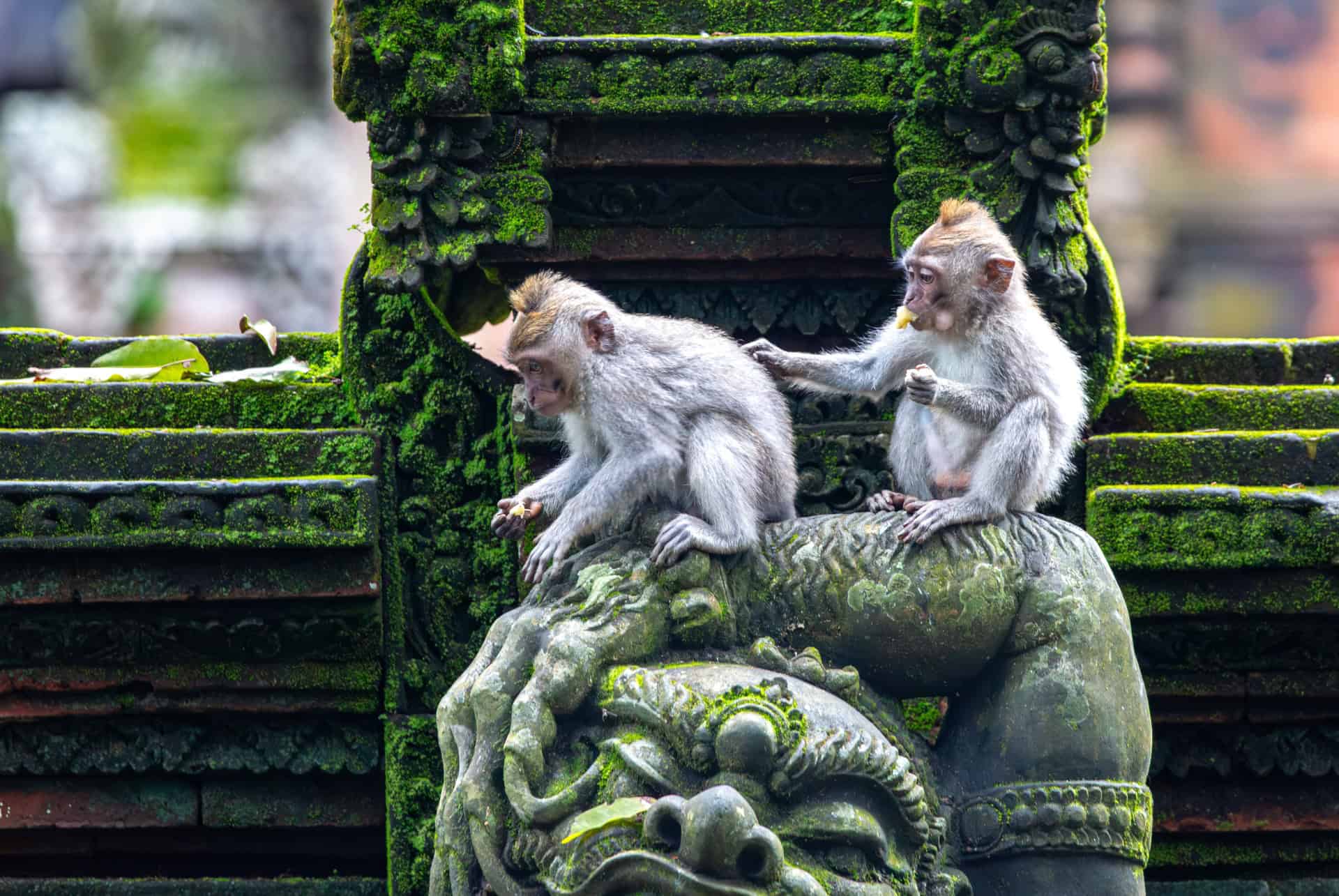 deux singes assis sur une statue deux singes assis sur une statue