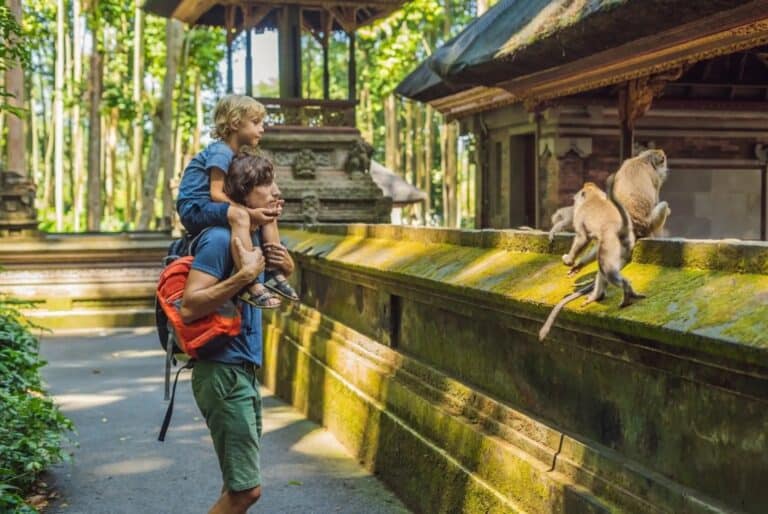 Forêt des singes et balançoire dans la jungle