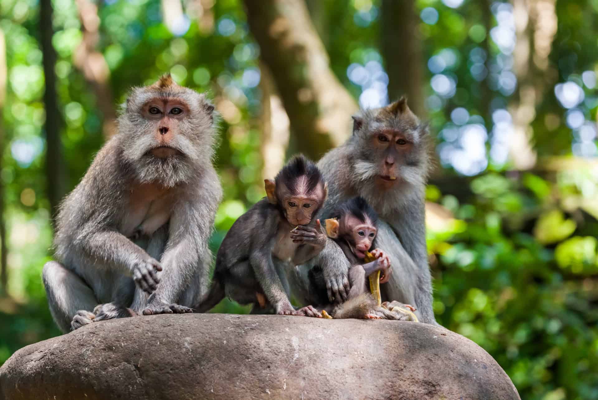 famille de macaques a longues queues a ubud famille de macaques a longues queues a ubud