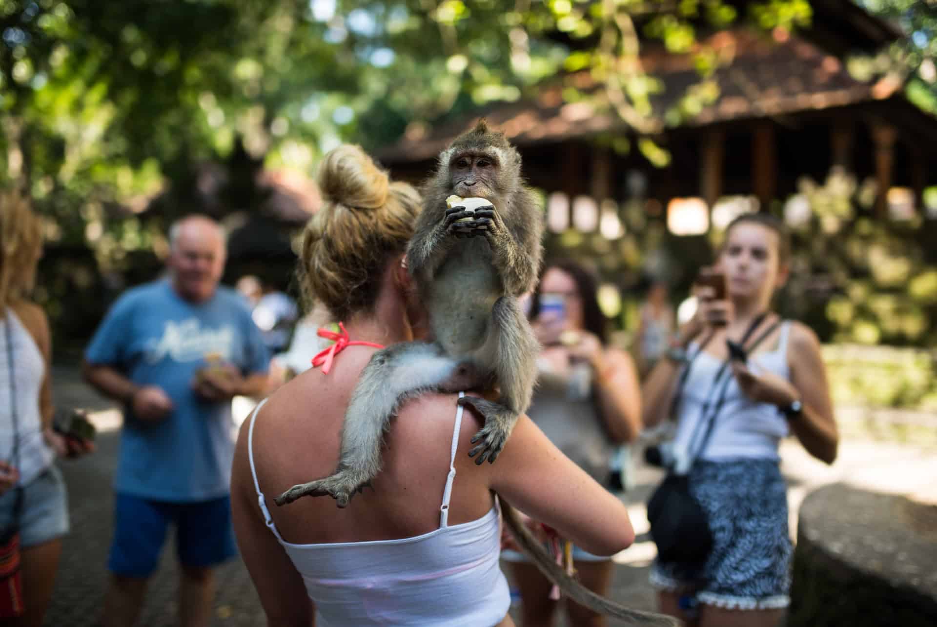 interaction a la foret des singes a ubud interaction a la foret des singes a ubud
