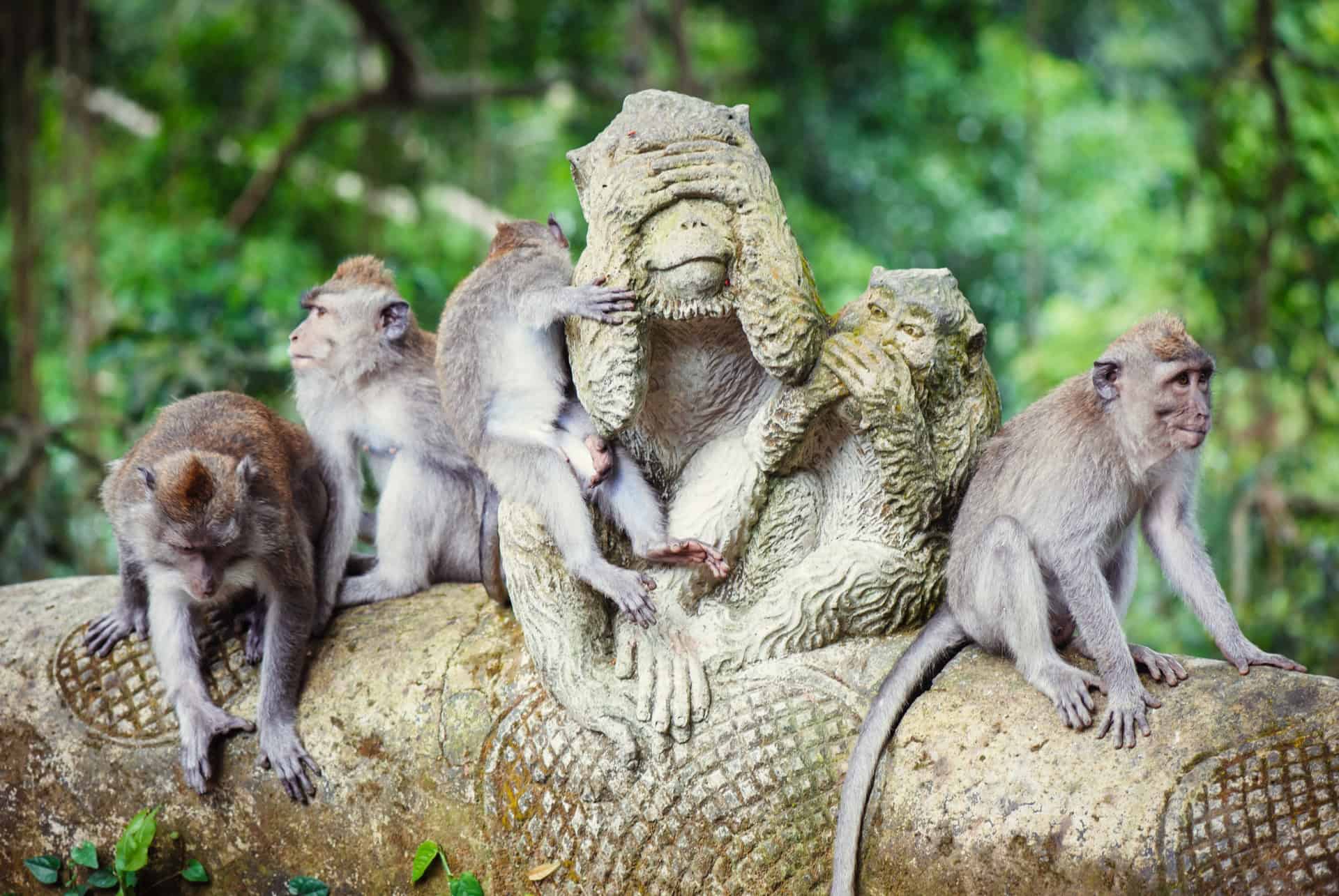 la foret des singes a ubud