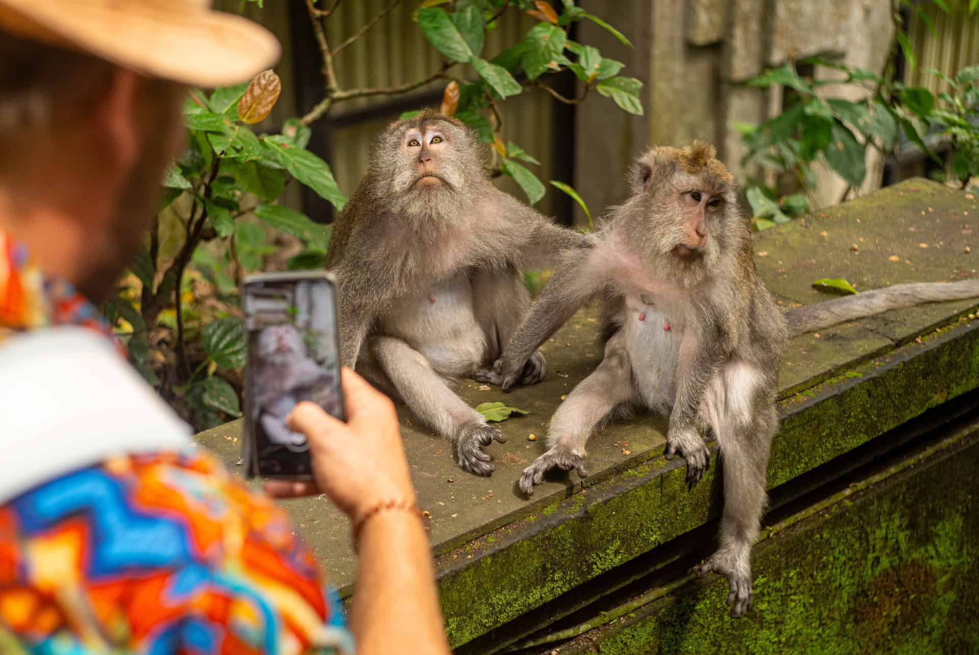 photo de deux singes photo de deux singes