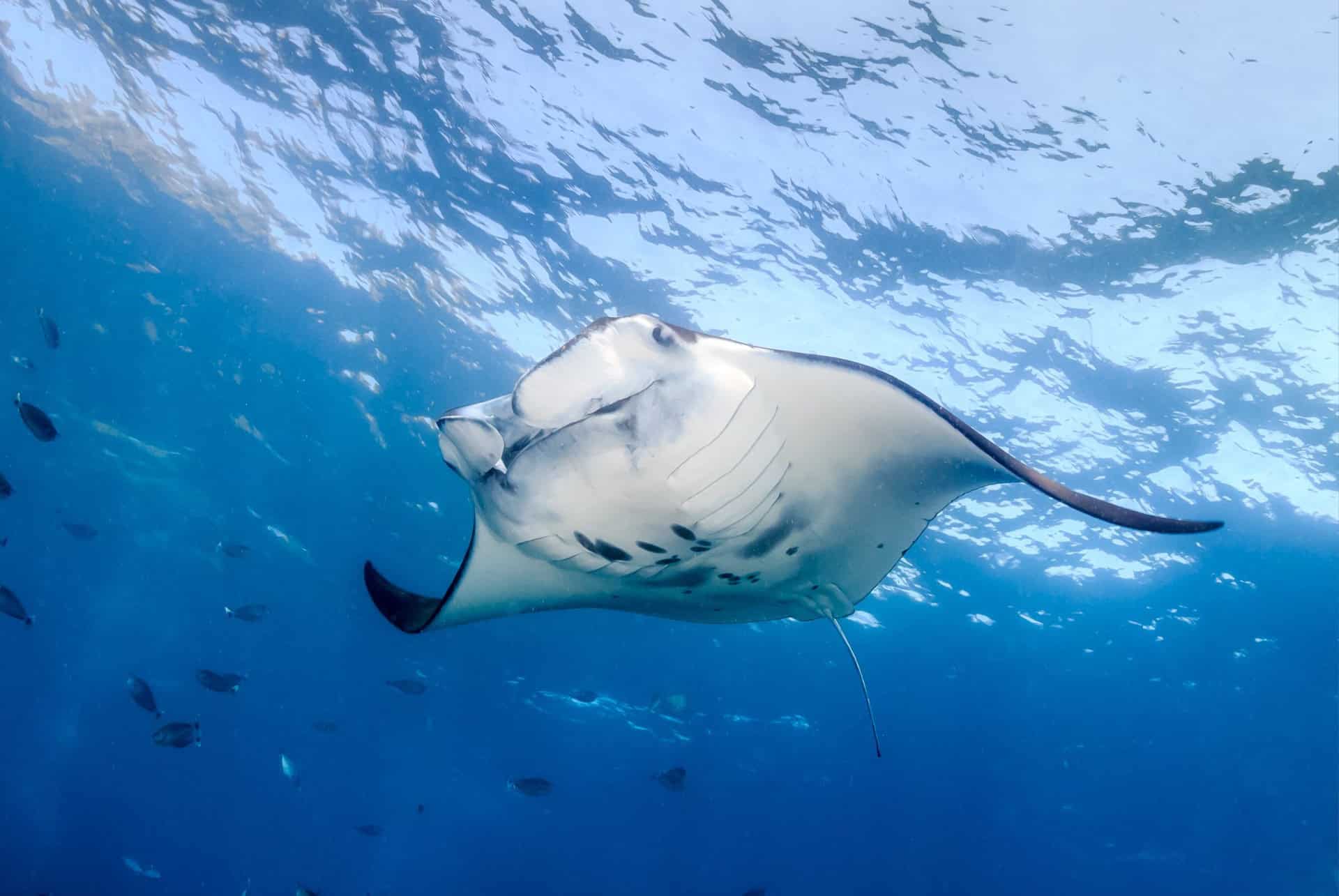 plongée nusa penida plongée nusa penida
