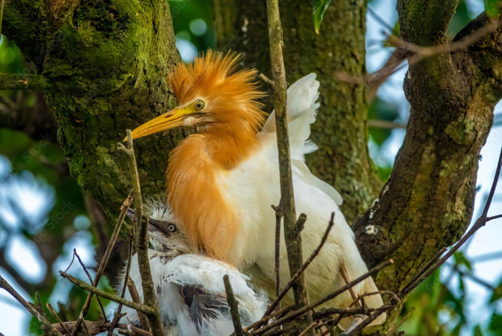 petulu heron petulu heron