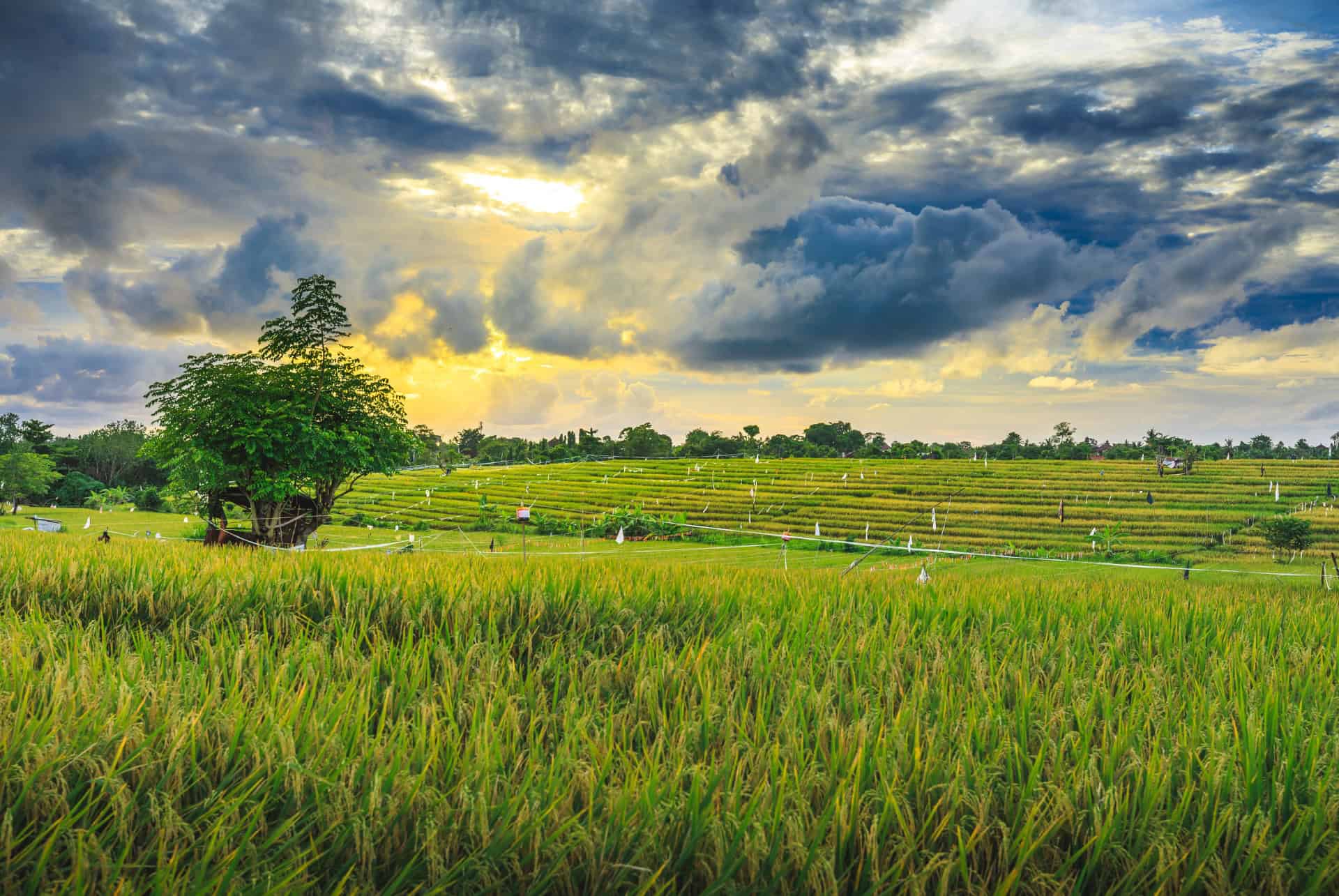 rizieres canggu