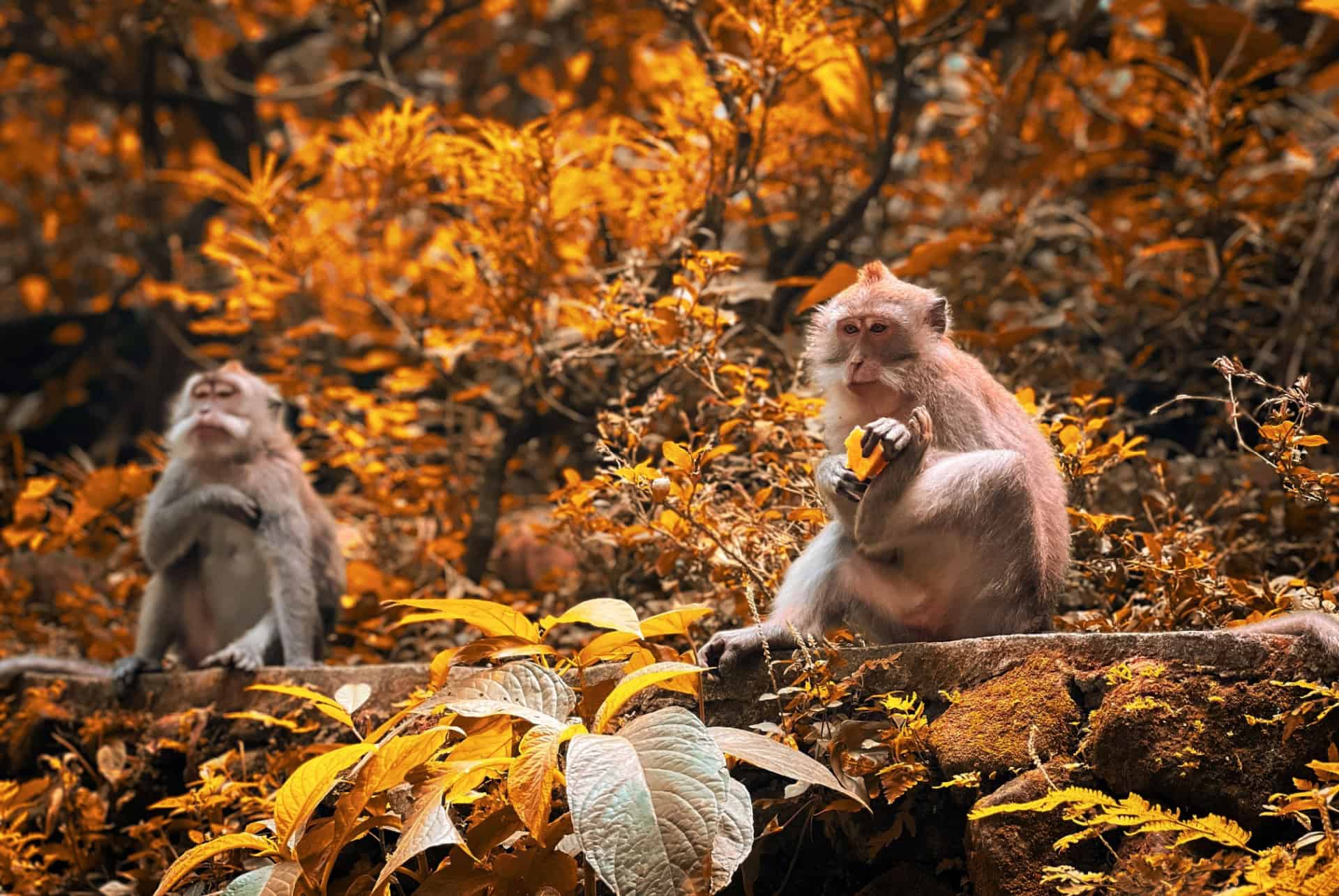 foret des singes bali en novembre