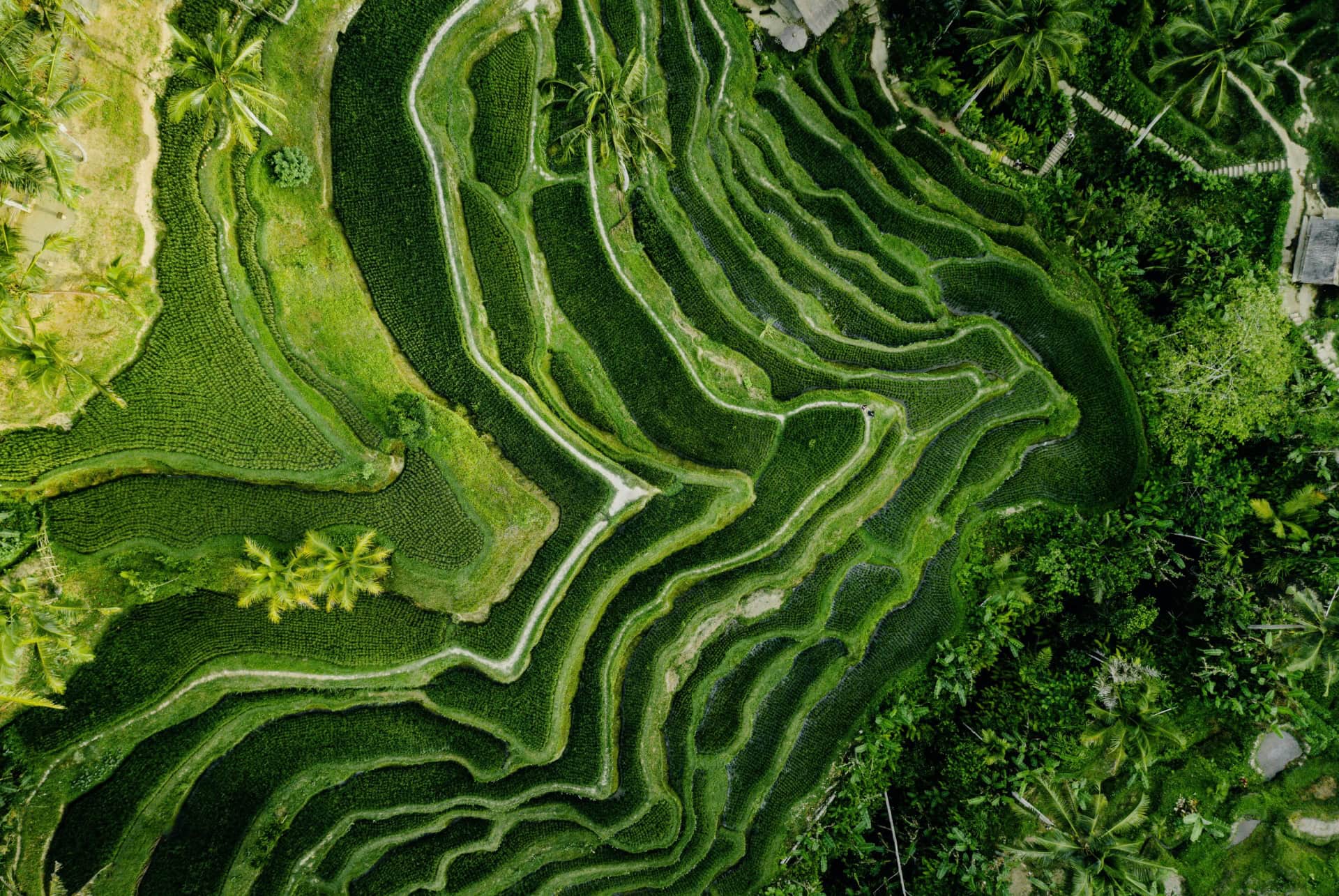 vue aerienne rizieres
