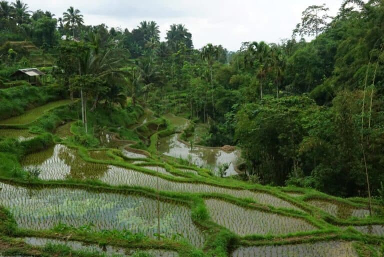 Journée de visites à Tetebatu