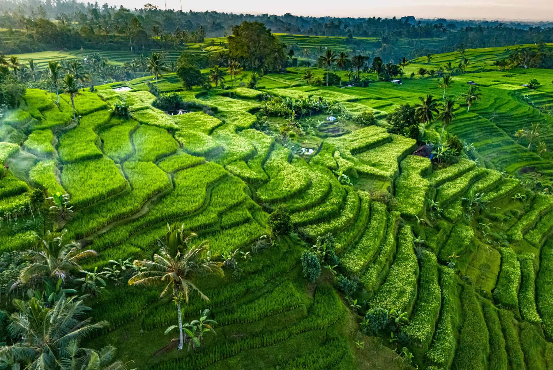 jatiluwih