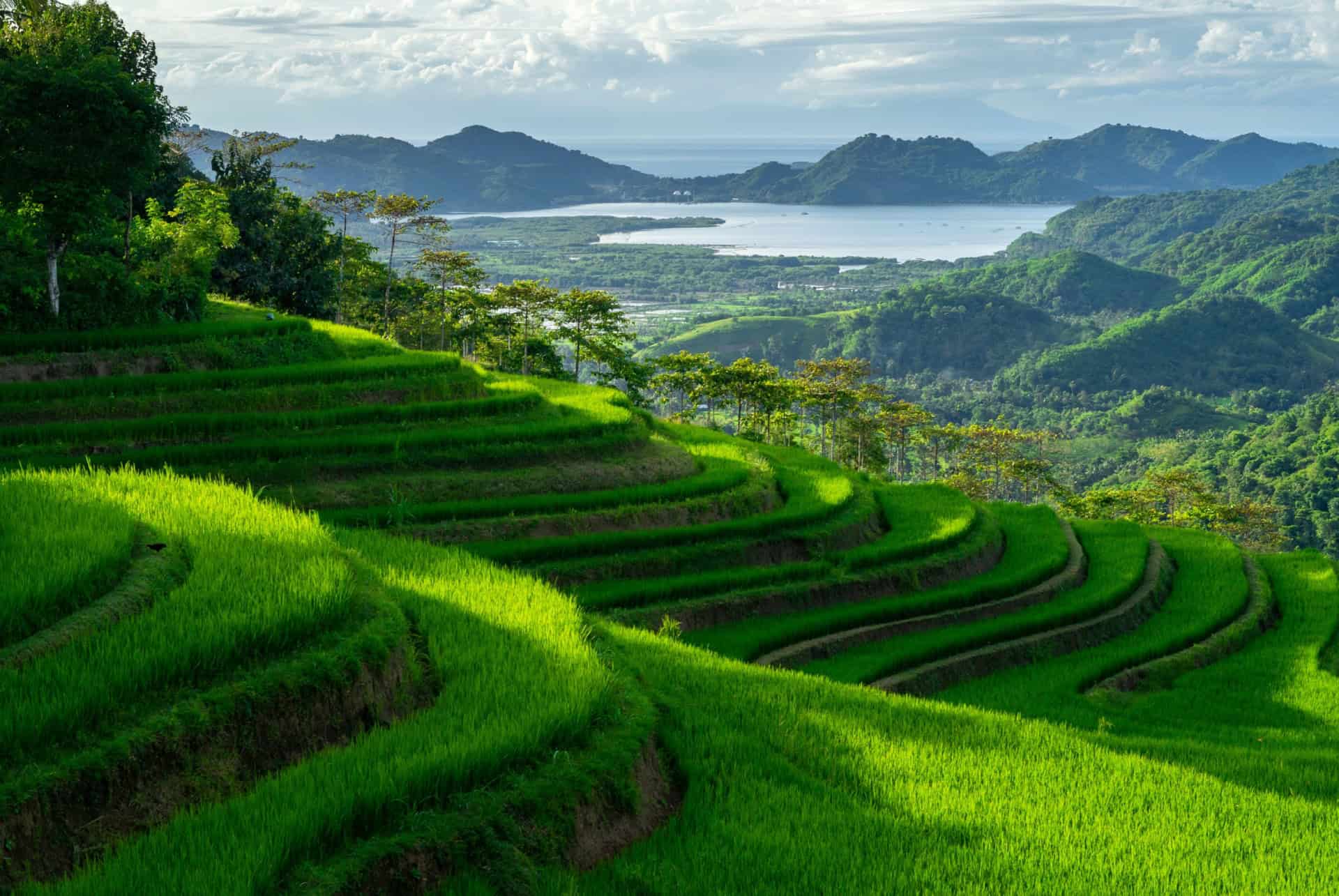 lombok vue rizieres