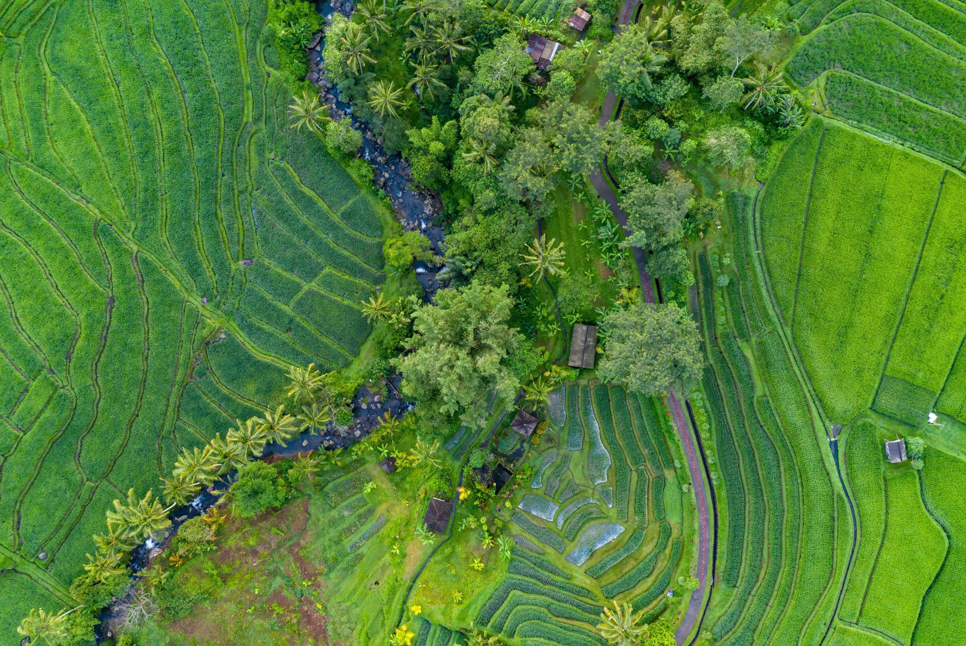 rizières jatiluwih
