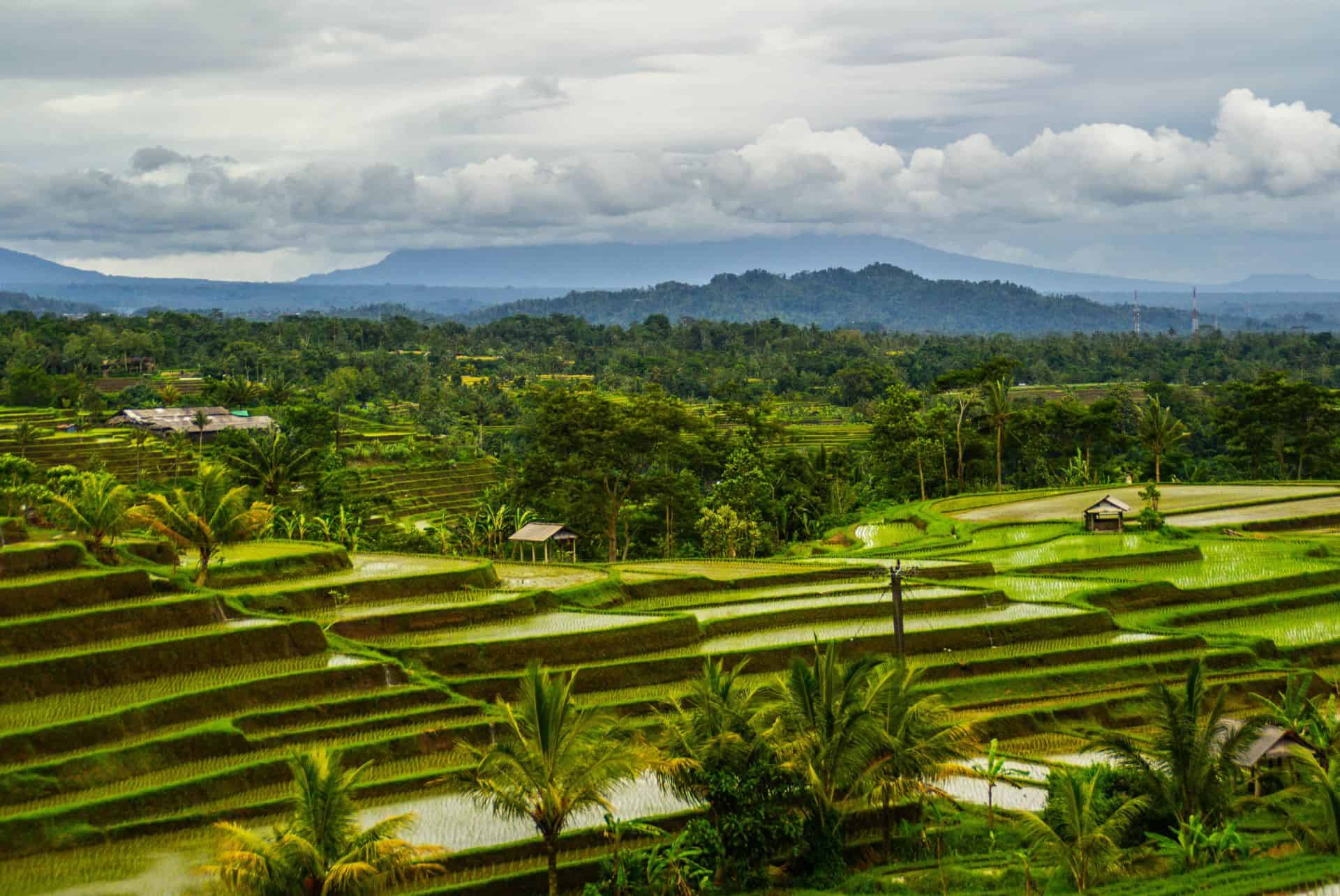 terasse de jatiluwih