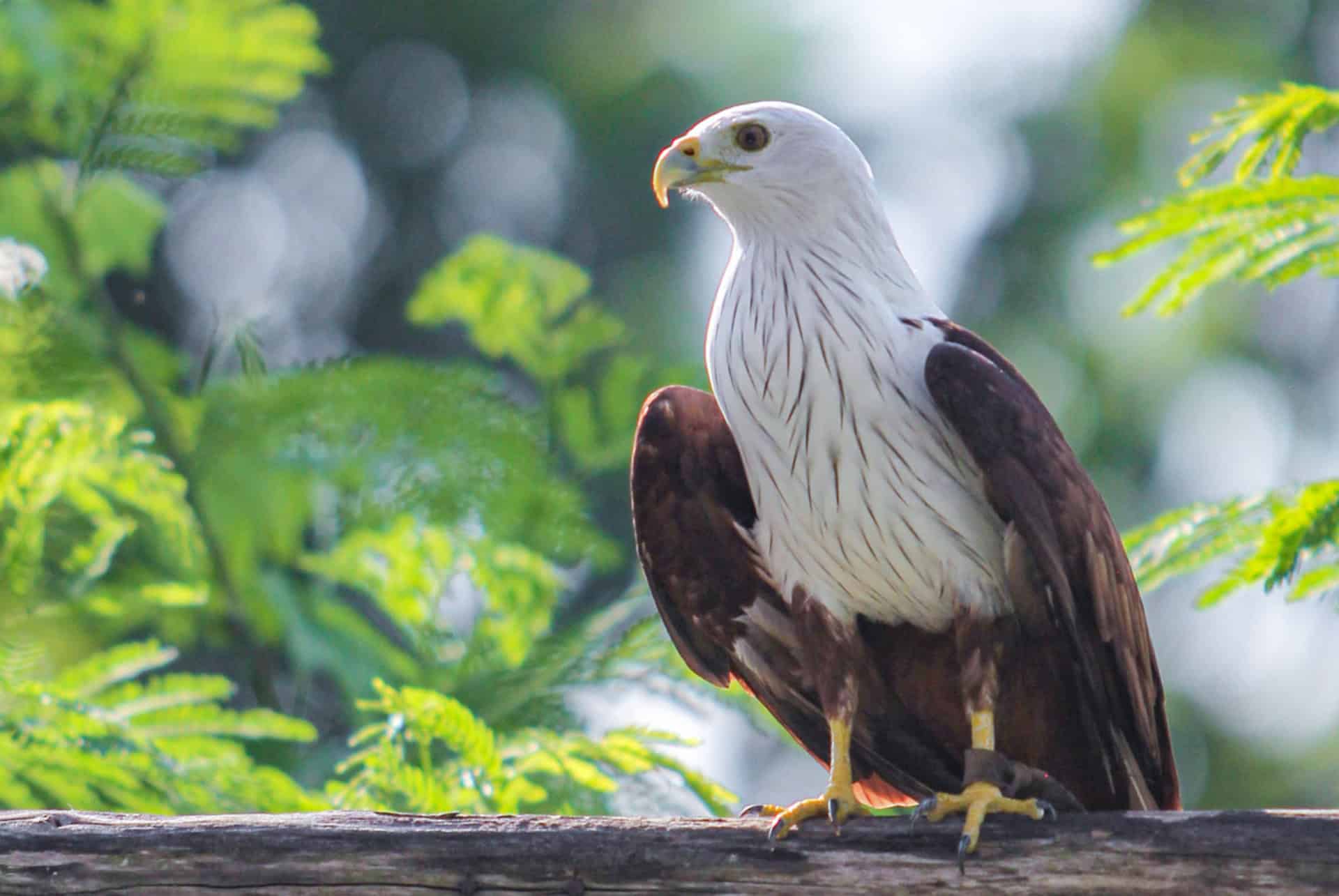 aigle aigle
