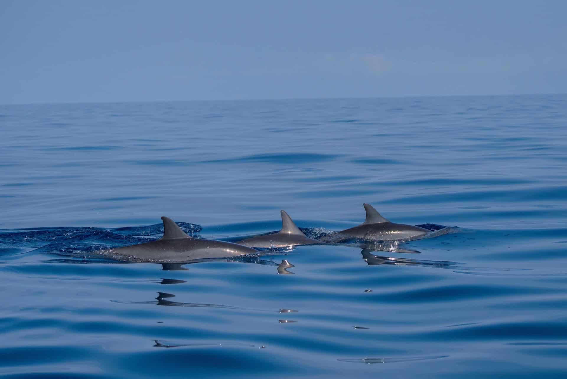dauphins lovina bali