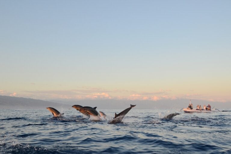 Dauphins et snorkeling au lever du soleil