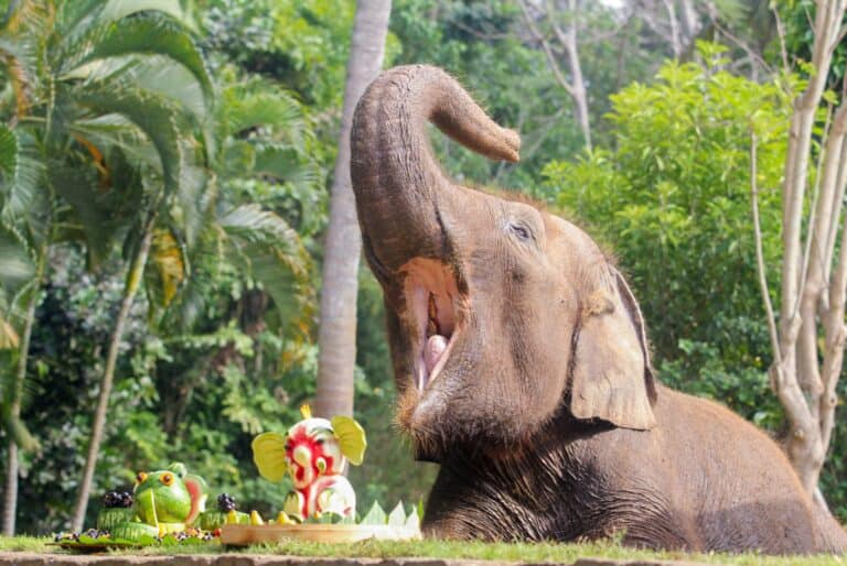 Expérience guidée de soins éthiques aux éléphants