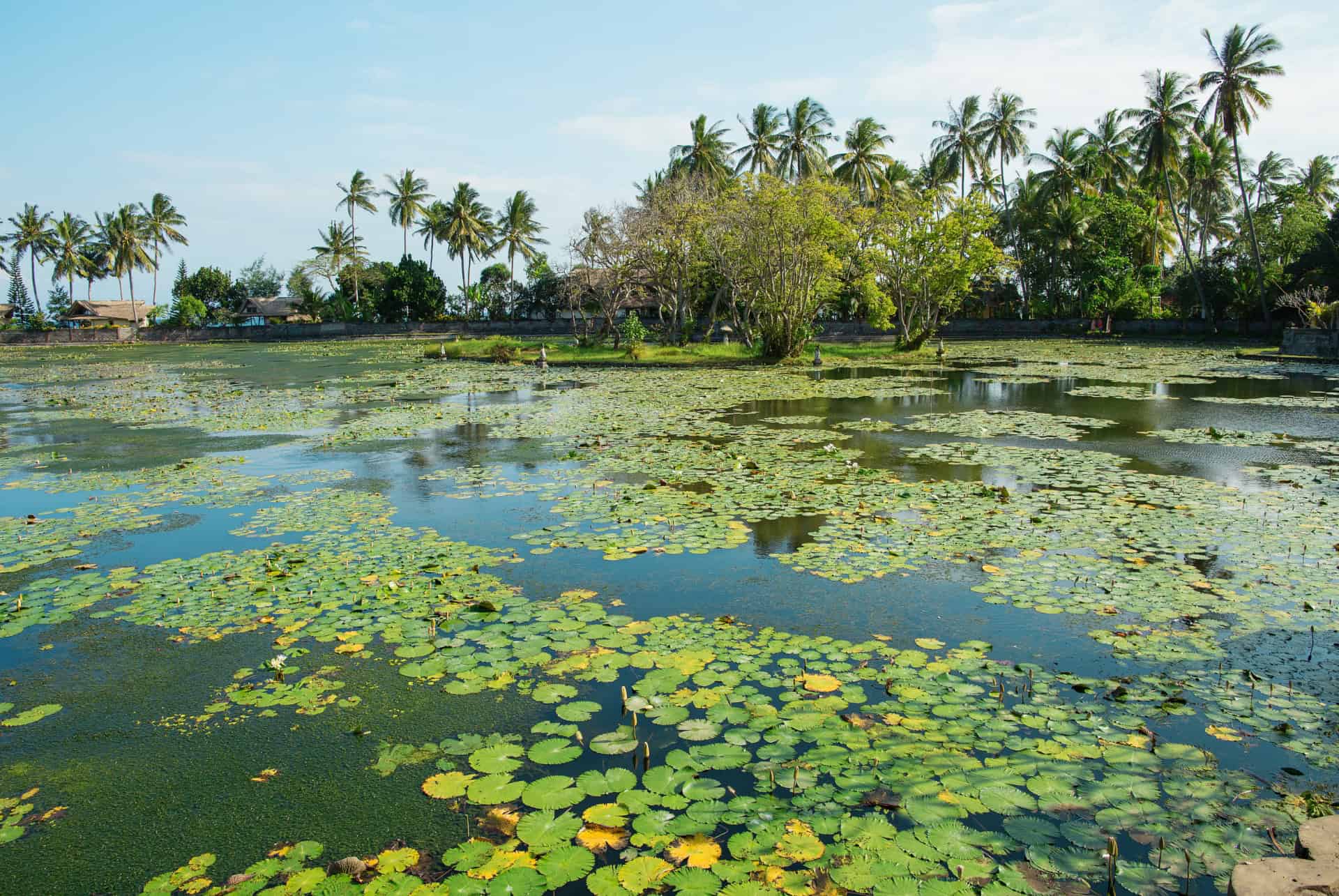 lotus lagoon que faire candidasa lotus lagoon que faire candidasa