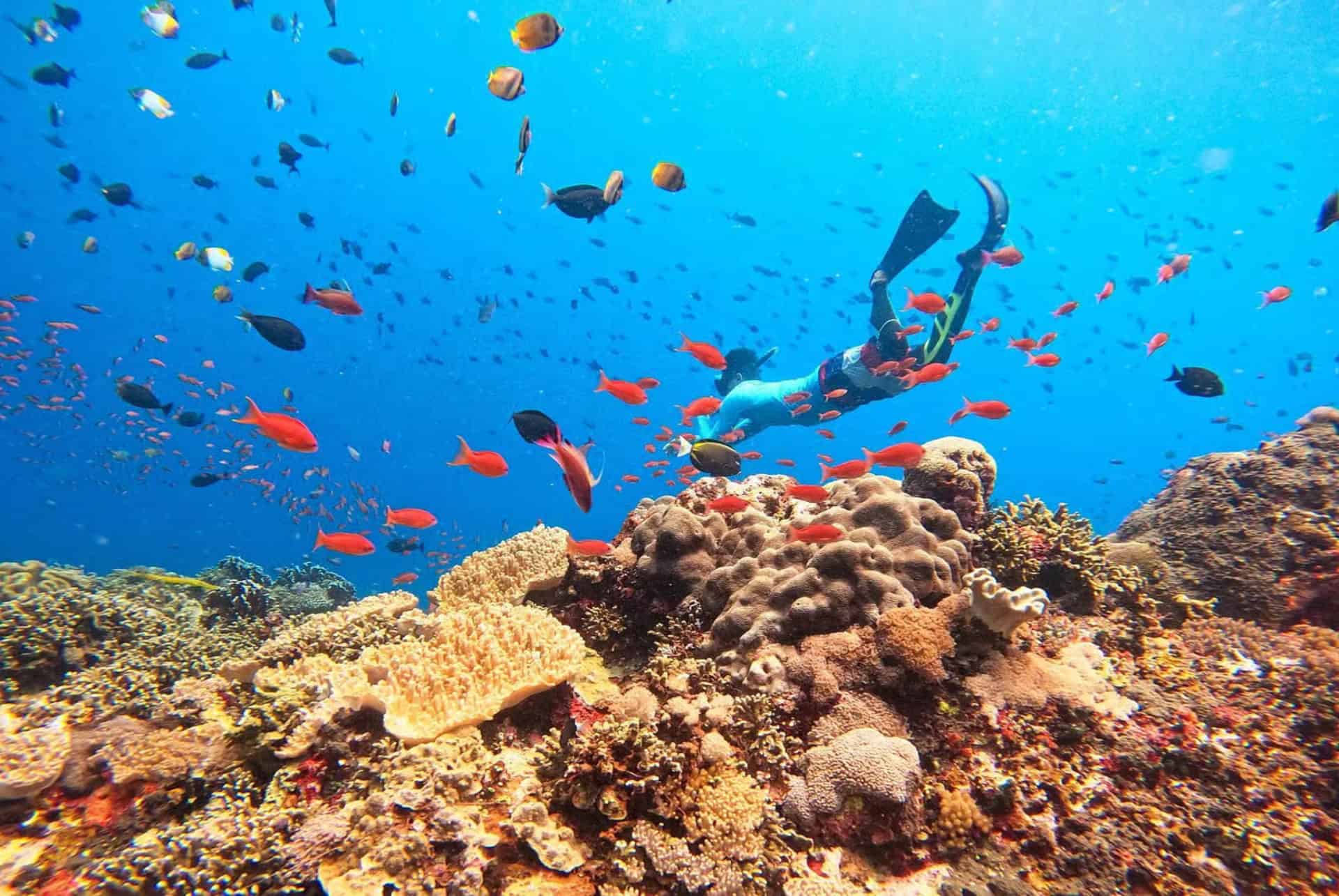 nusa lembongan plongee