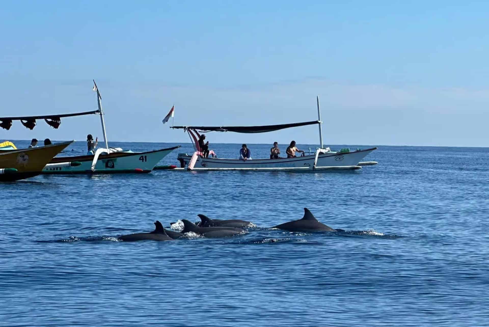 observation des dauphins a bali bateau