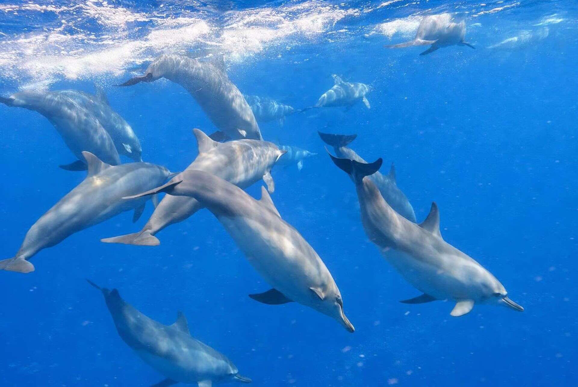 observation des dauphins a bali