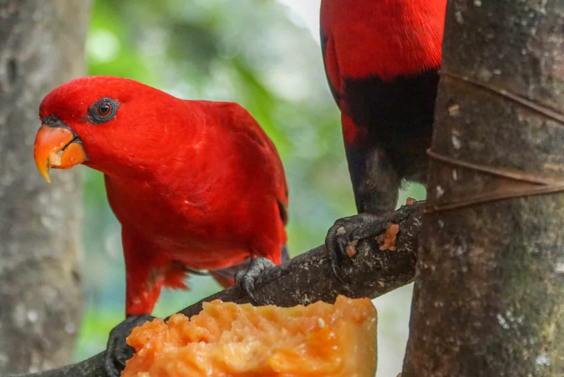 oiseau oiseau
