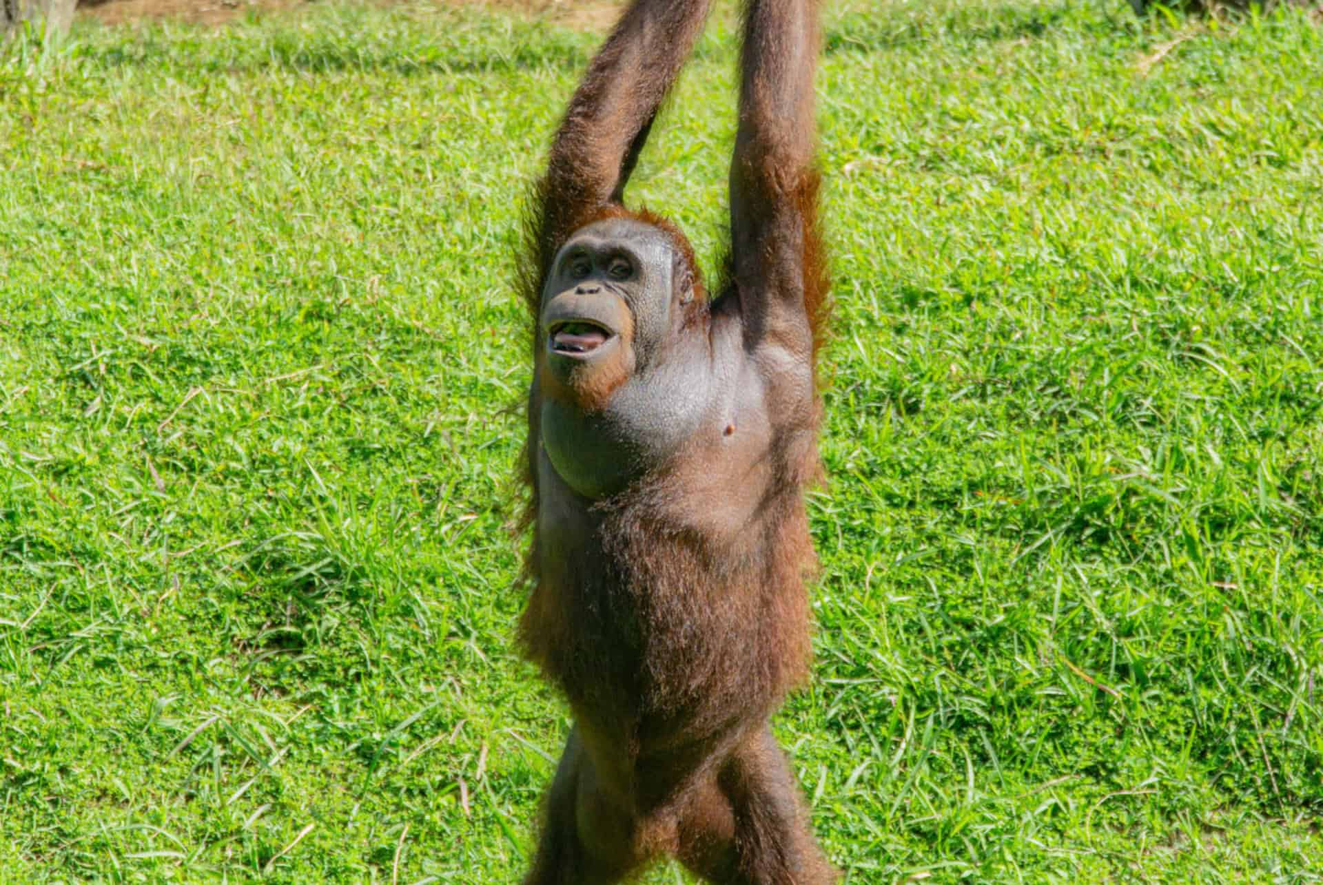 orang outan bali zoo orang outan bali zoo