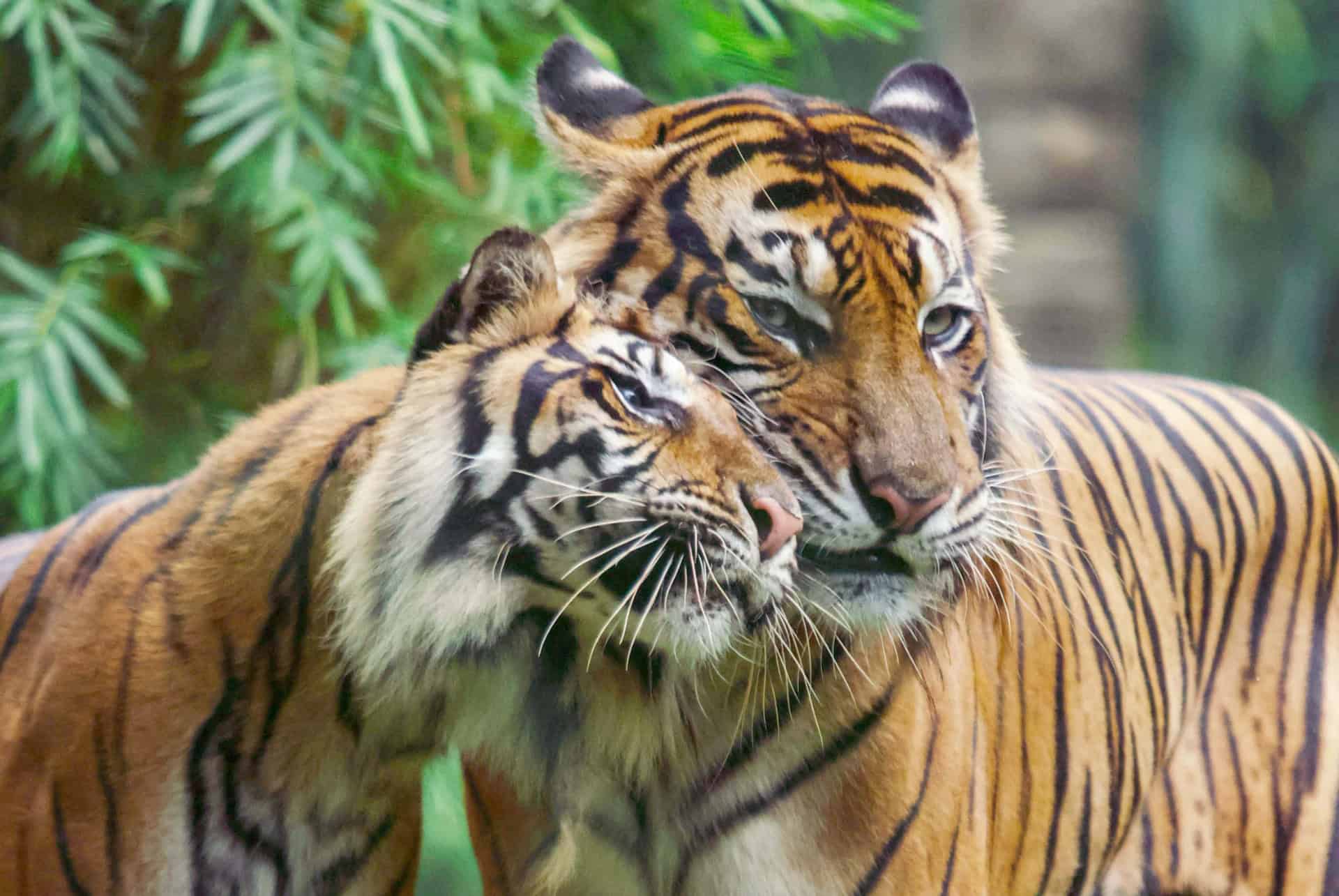 tigres tigres