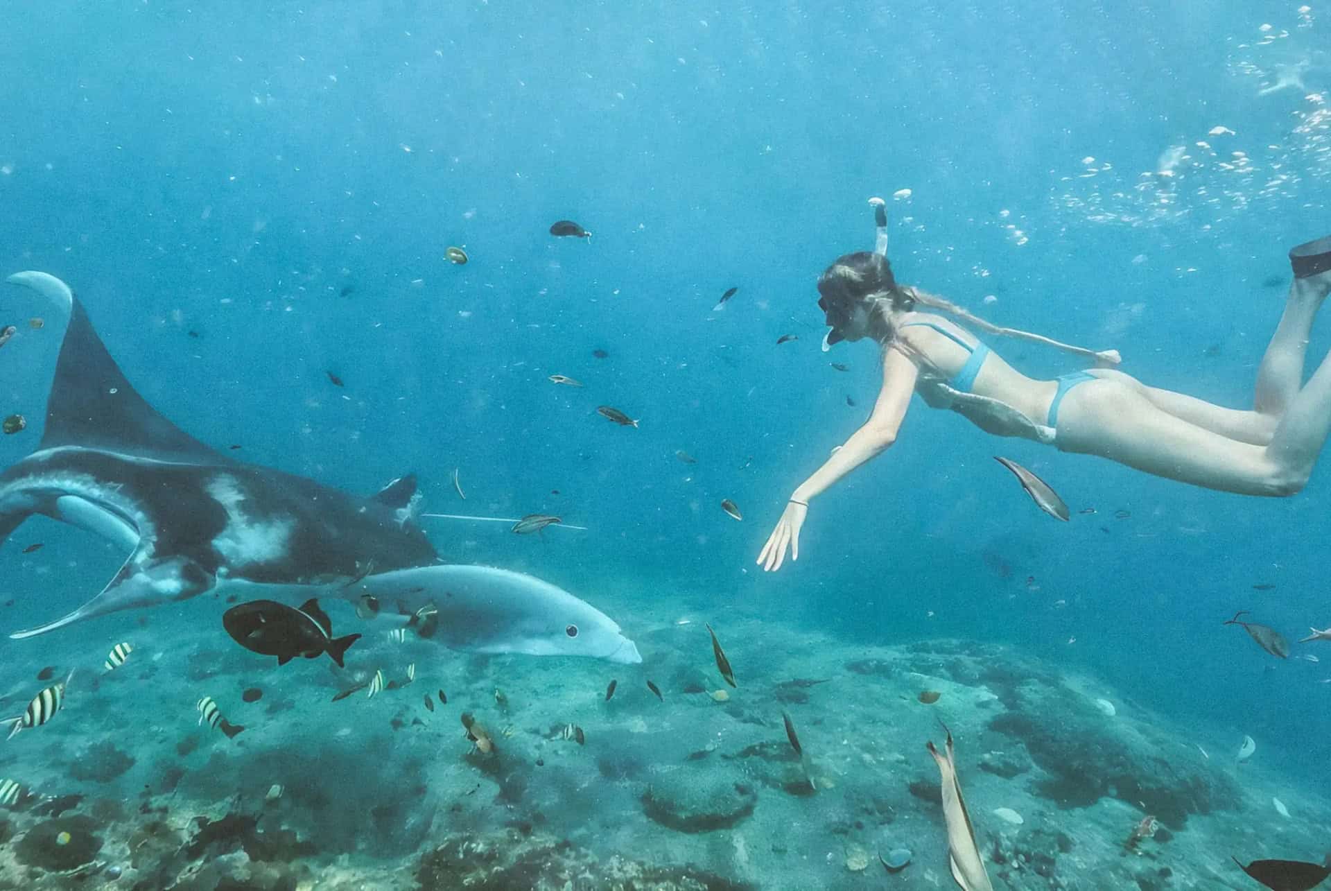 raies manta excursion plongee