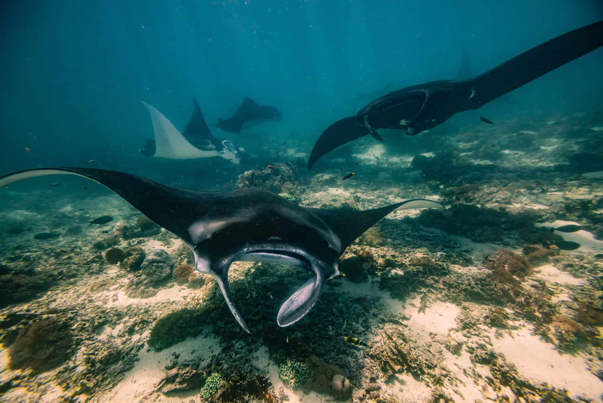 raies mantas bali coraux